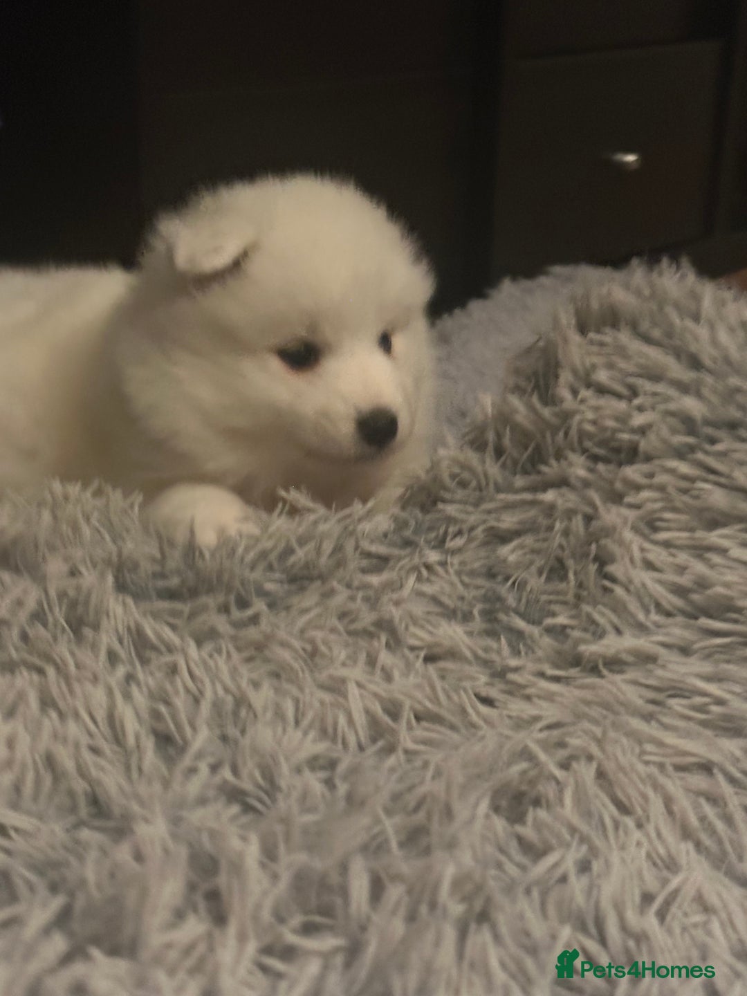 Samoyed dogs for sale: Adorable 6 Samoyed Puppies Waiting Forever Homes - Advert 6