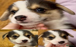 Welsh Corgi Pembroke dogs for sale: Bred type - welsh corgi - Image 5