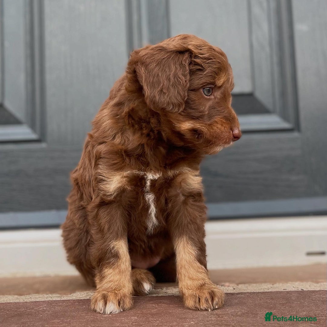 Bordoodle dogs for sale: OUTSTANDING *TRI COLOUR* MINIATURE BORDOODLES - Image 31