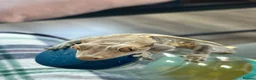 Gecko reptiles for sale: Crested gecko  in Glasgow - Advert 3
