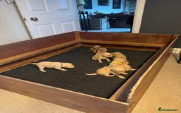 Labrador Retriever dogs for sale: Labrador Retrievers For Sale - Image 21