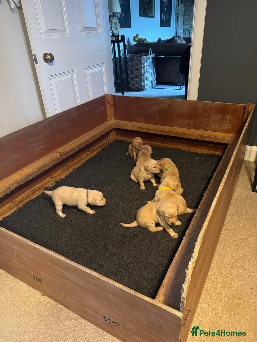 Labrador Retriever dogs for sale: Labrador Retrievers For Sale - Image 21