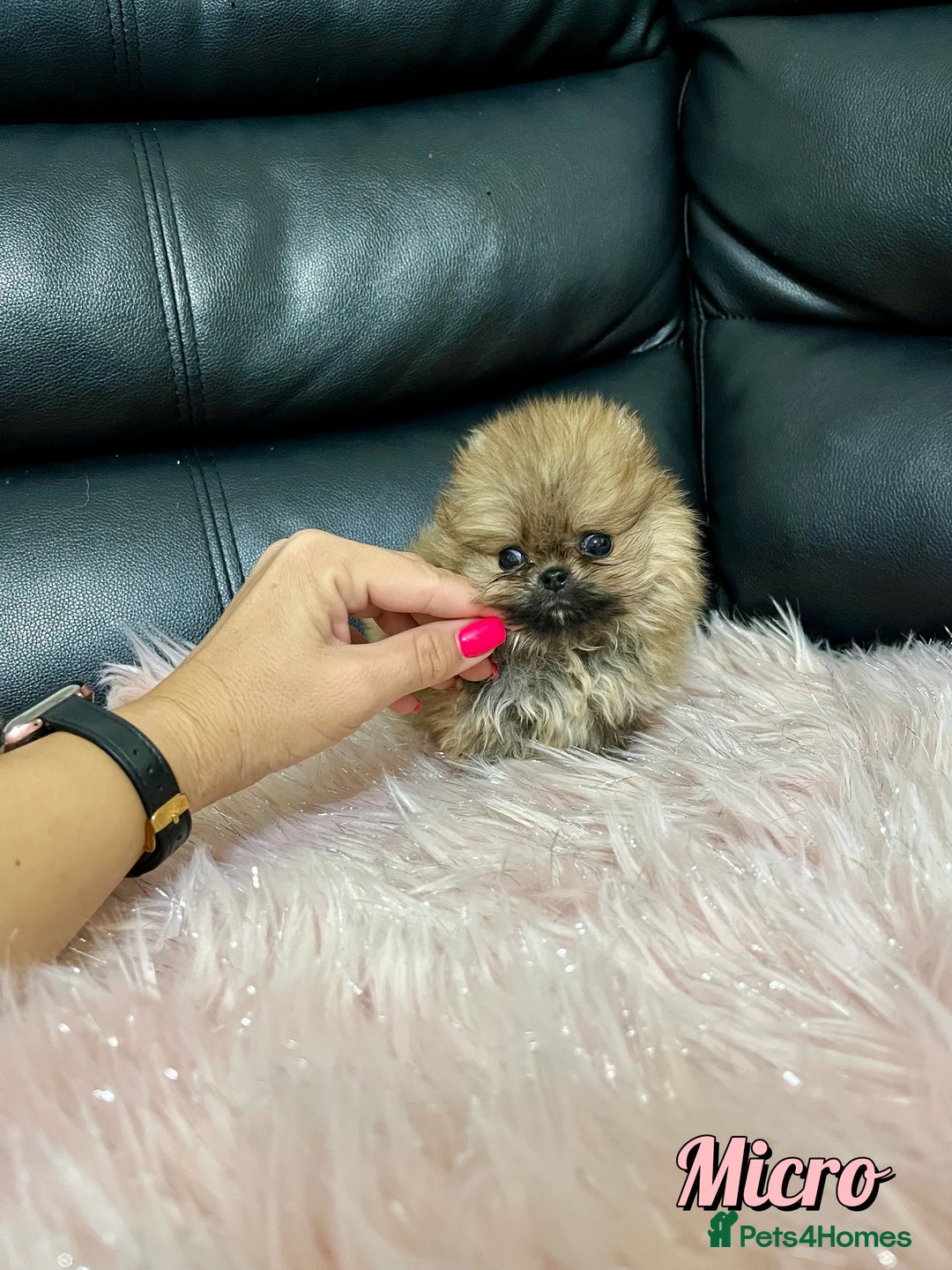Pomeranian dogs for sale: 🔥Very Tiny🧸 Top Quality  - Image 7