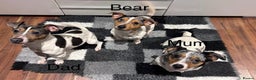 Jack Russell dogs for stud: Silver Merle carrying Blue and Chocolate in Bradford - Advert 8