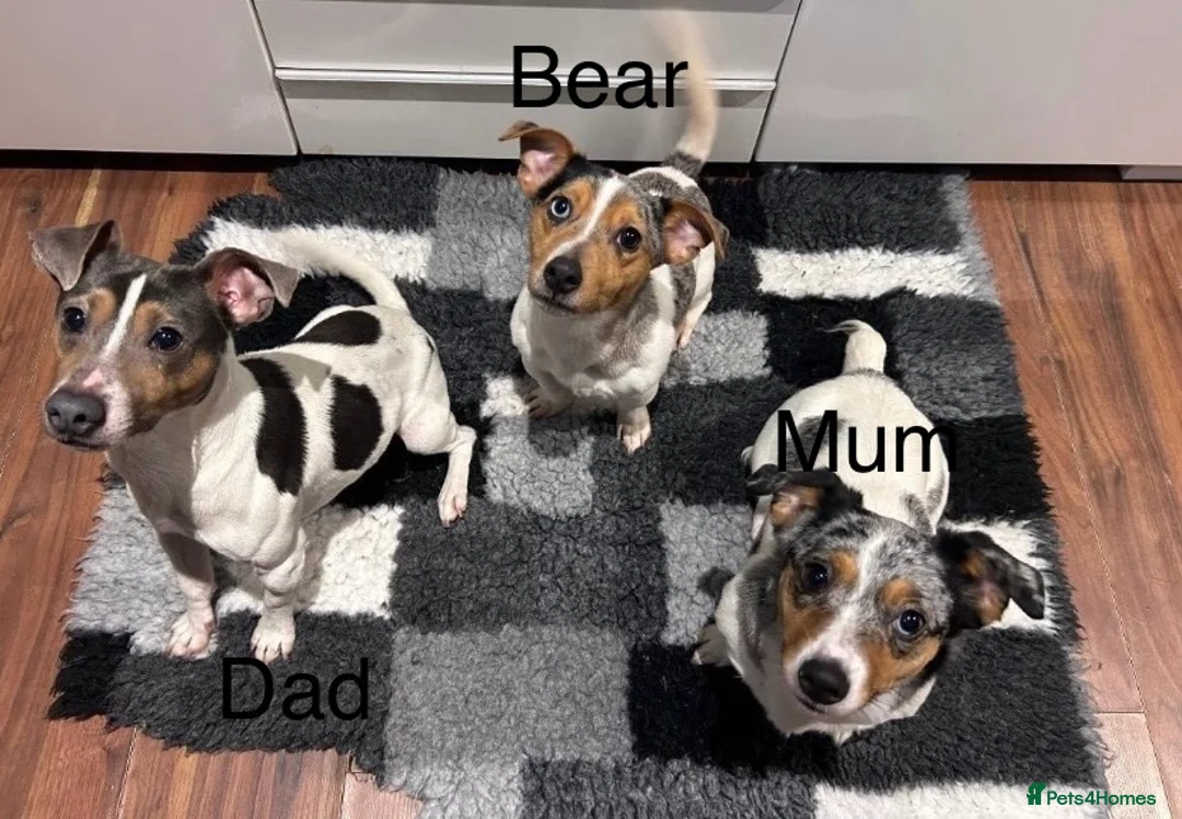 Jack Russell dogs for stud: Silver Merle carrying Blue and Chocolate in Bradford - Advert 8