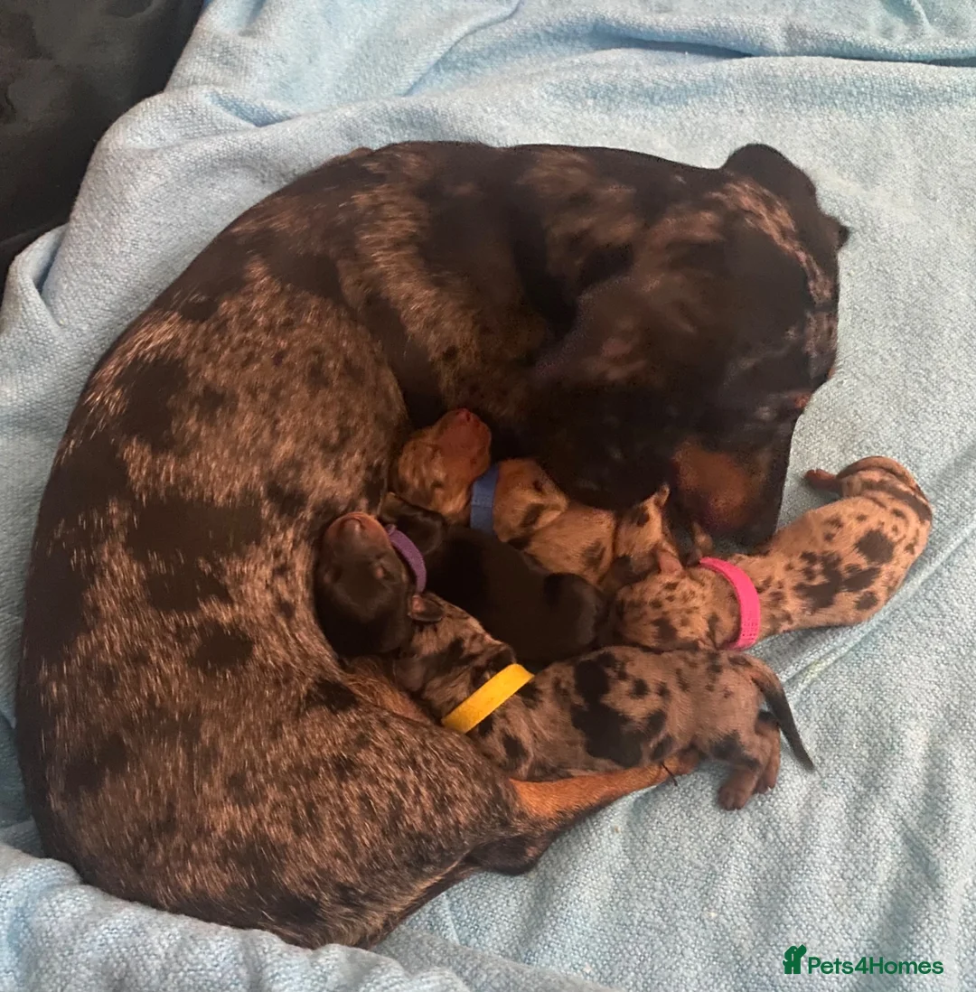 Miniature Dachshund dogs for sale: Miniature Dachshund Puppies - Advert 2