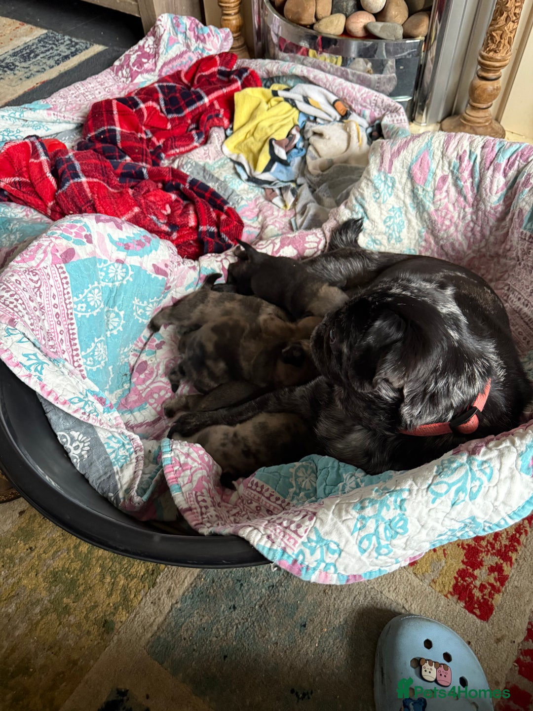 Pug dogs for sale: Pug puppies  - Image 2