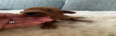 Cockapoo 6