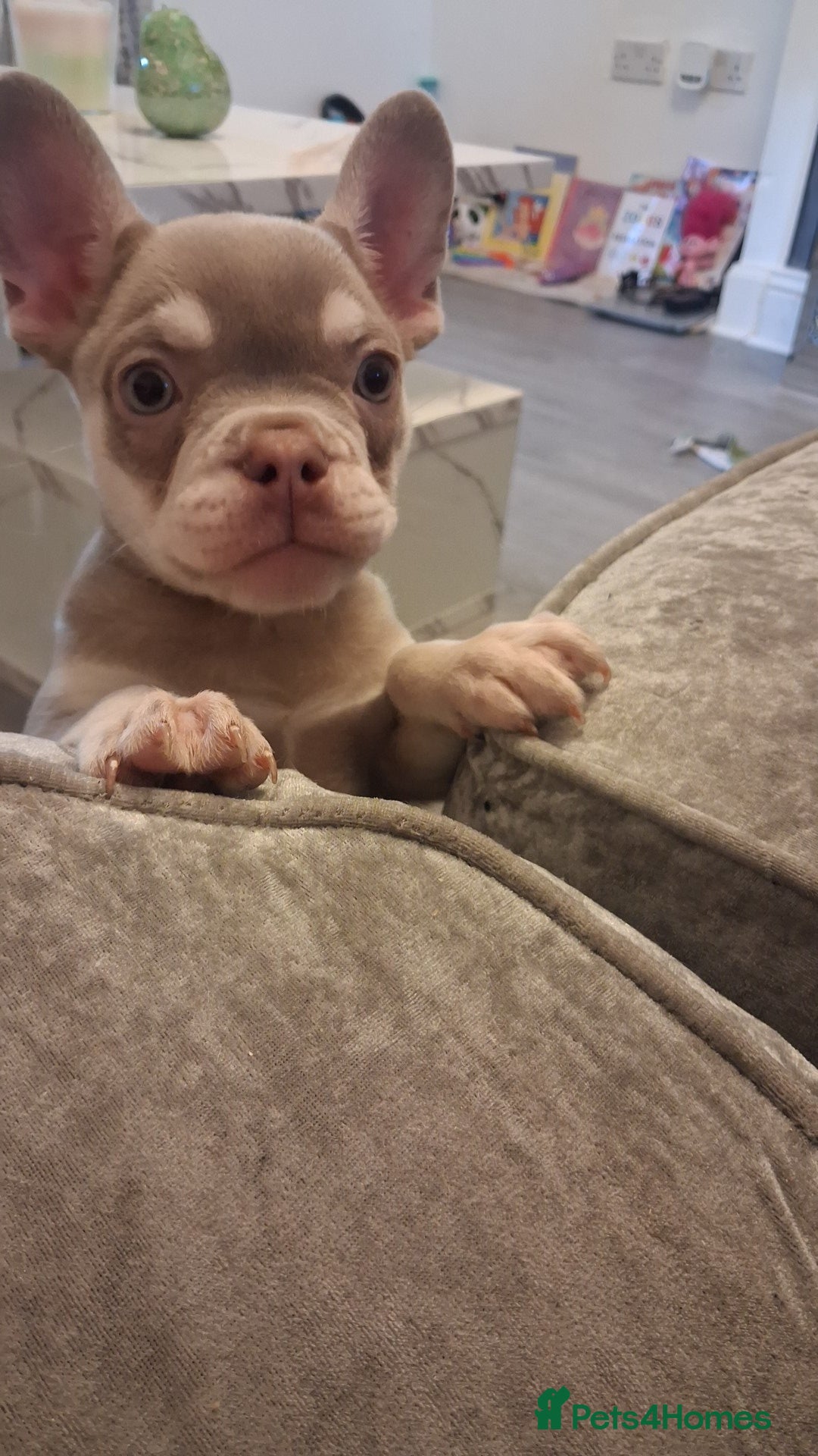 French Bulldog dogs for sale: French bull dog 14 weeks  - Advert 2