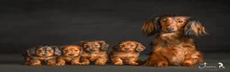 Miniature Dachshund dogs for sale: Champion Lines, Longhaired Miniature dachshunds - Advert 1