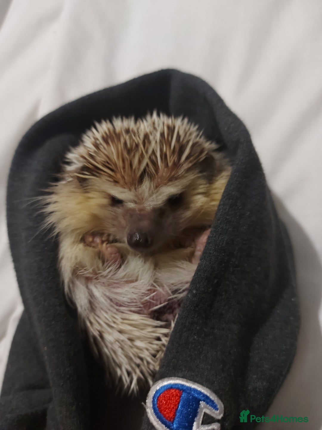 Pygmy Hedgehog rodents for sale: African Pygamy Hedgehog  - Advert 7