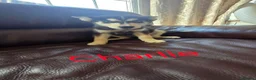 Siberian Husky dogs for sale: BEAUTIFUL SIBERIAN HUSKY PUPPIES  - Advert 5