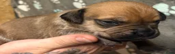 Mastiff dogs for sale: Mastiff hybrids  in Lancing - Advert 6