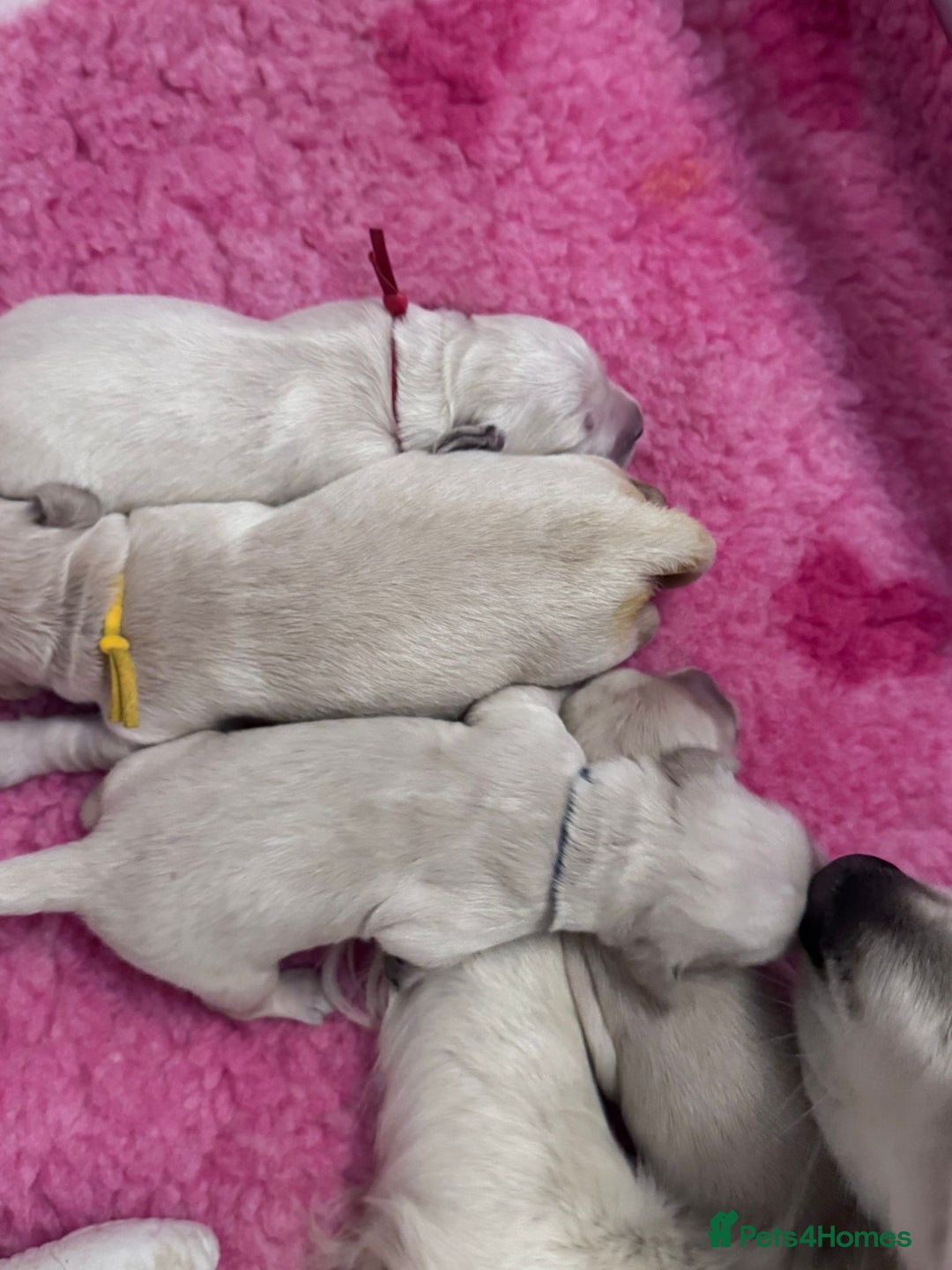 Golden Retriever dogs for sale: KC Fully health tested Golden retriever puppies - Image 22