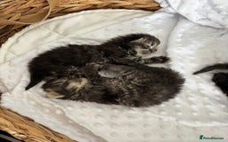 Mixed Breed cats for sale: Beautiful Persian Chinchilla cross kittens  - Image 3