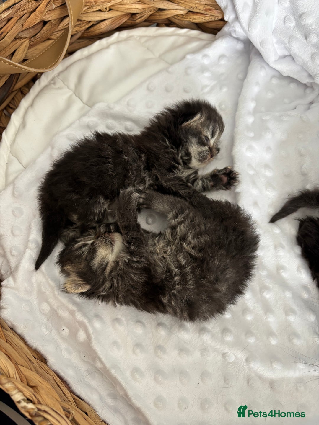 Mixed Breed cats for sale: Beautiful Persian Chinchilla cross kittens  - Image 3