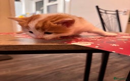 Domestic Shorthair cats for sale: 4 lovely little kittens  - Advert 14