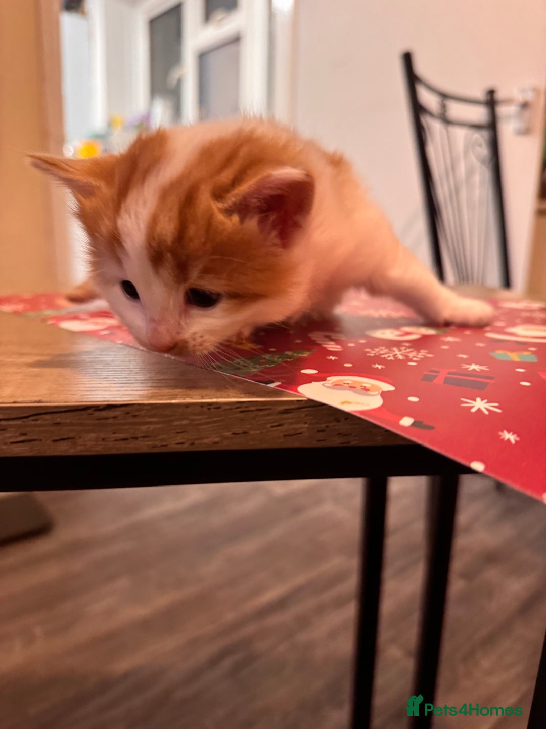 Domestic Shorthair cats for sale: 4 lovely little kittens  - Advert 14