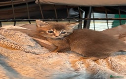 Mixed Breed cats for sale: Maine coon x Scottish fold kittens - Image 30