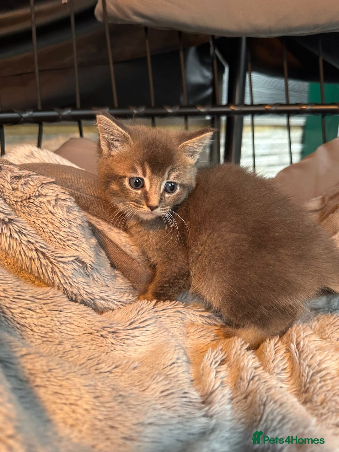 Mixed Breed cats for sale: Maine coon x Scottish fold kittens - Image 30