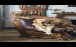 Golden Retriever dogs for stud: Handsome Hugo ready for stud - Image 6