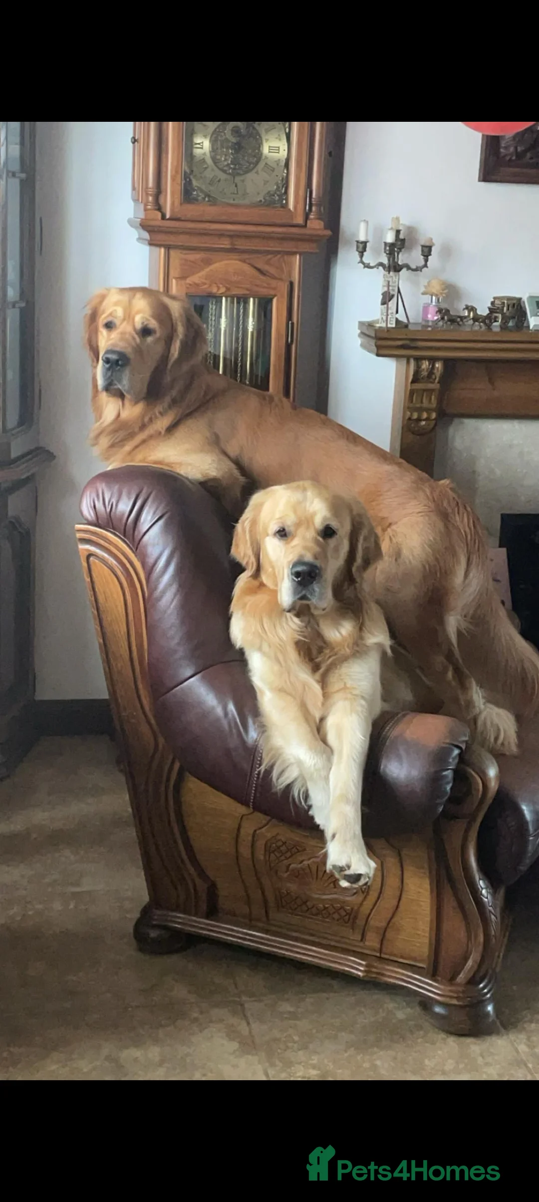 Golden Retriever dogs for stud: Handsome Hugo ready for stud - Advert 6