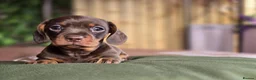 Miniature Dachshund dogs for sale: Pedigree miniature dachshund  - Advert 15