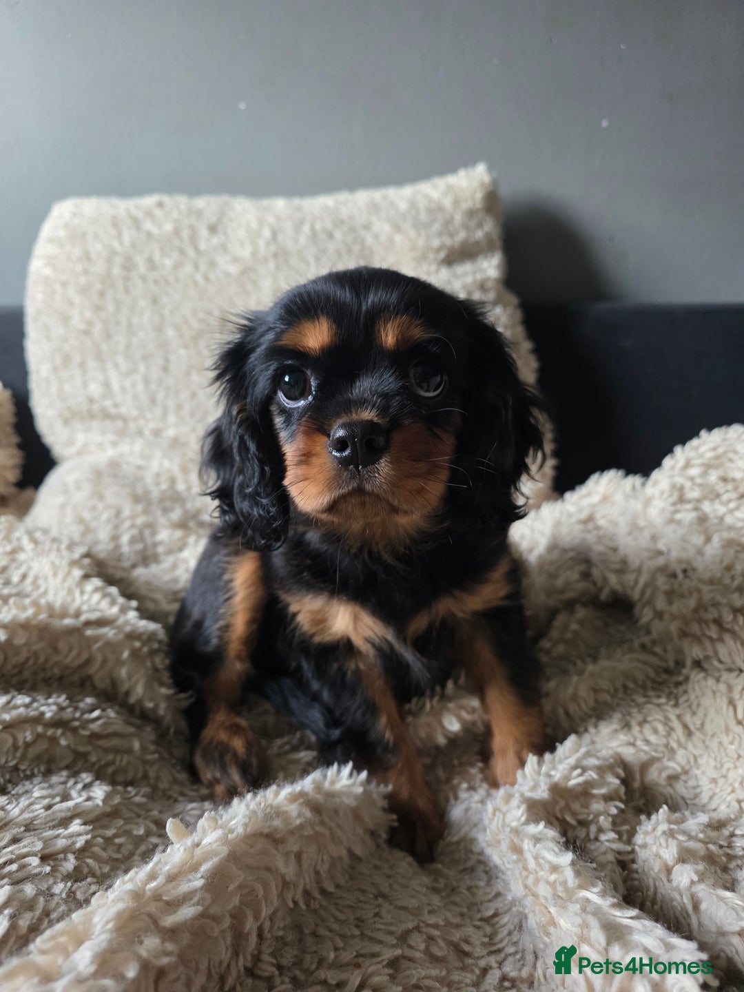 Cavalier King Charles Spaniel dogs for sale: KC Cavalier pupies - Advert 4