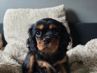 Cavalier King Charles Spaniel dogs KC Cavalier King Charles - Advert 2