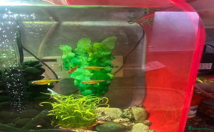 Tetras fish - Advert 10