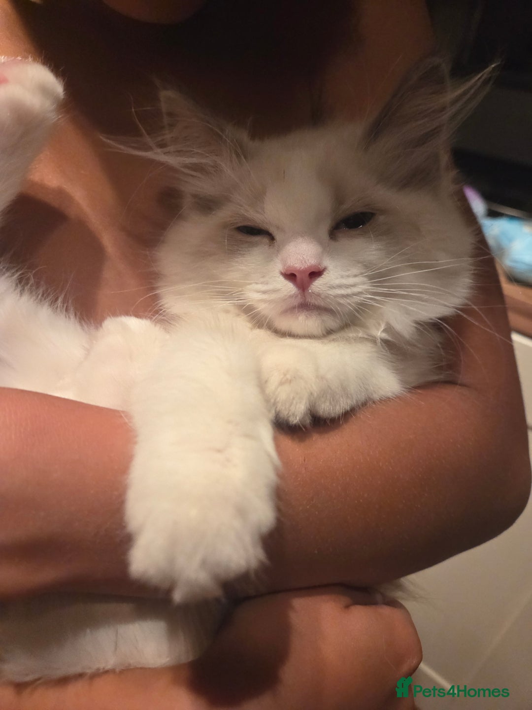Ragdoll cats for sale: Lilac/cream ragdoll girl, 13 weeks 🤍 - Image 6
