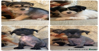 Chinese Crested dogs - Advert 3