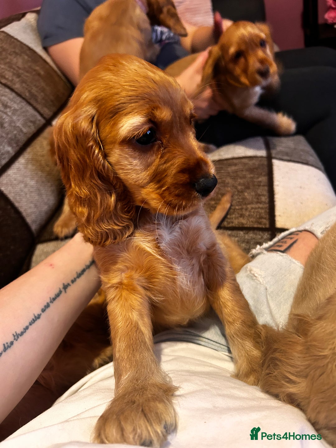 Cocker Spaniel dogs for sale: English Cocker Spaniels  - Advert 17