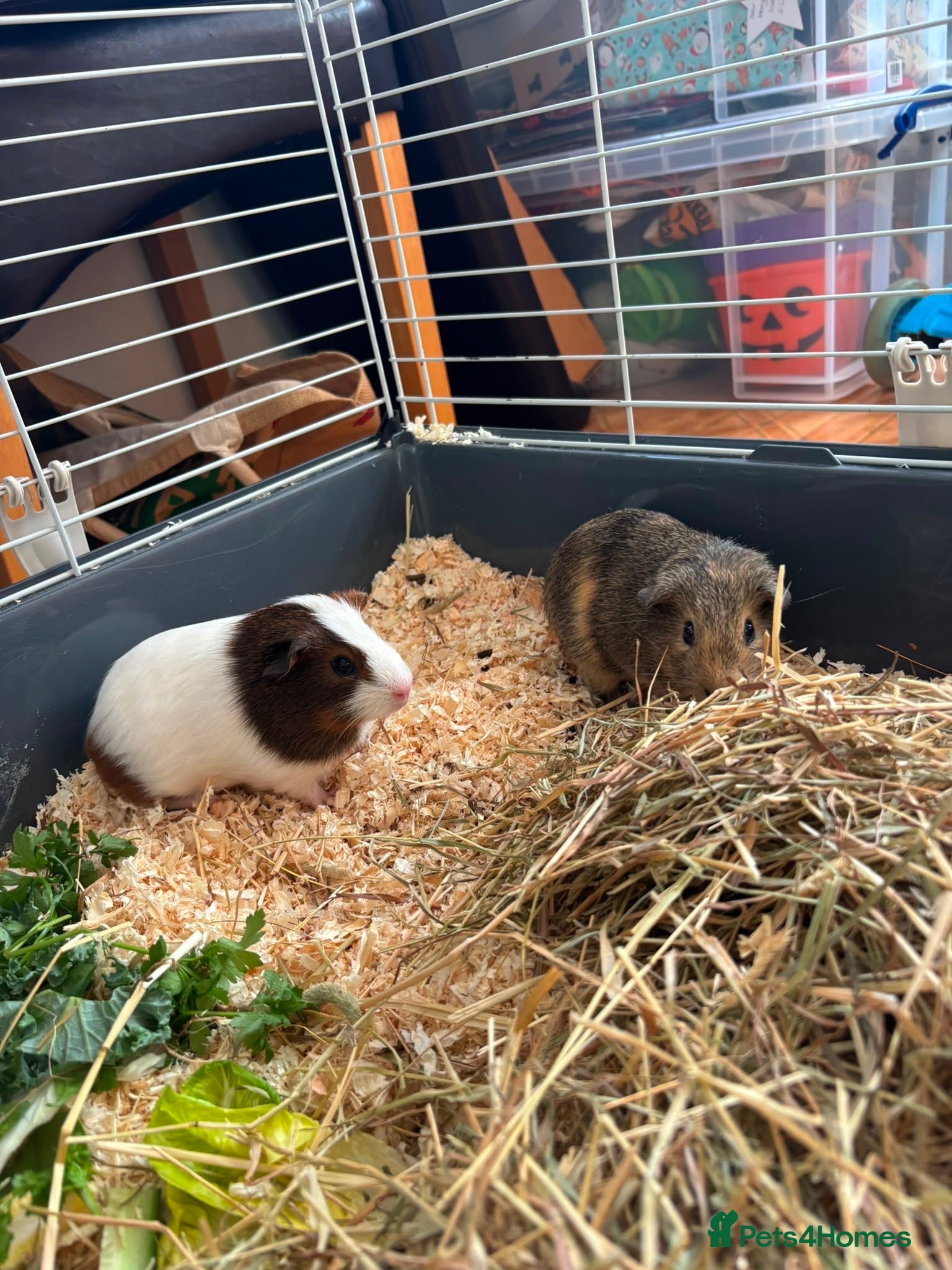 Guinea Pig rodents Baby Boy Guinea Pigs - Advert 2