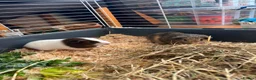 Guinea Pig rodents for sale: Baby Boy Guinea Pigs - Advert 2