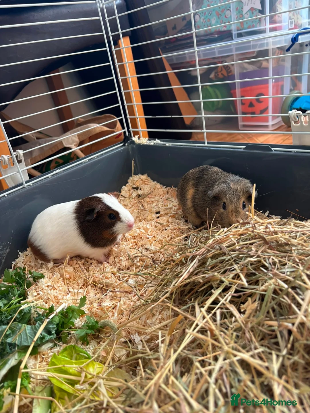 Guinea Pig rodents for sale: Baby Boy Guinea Pigs - Advert 2