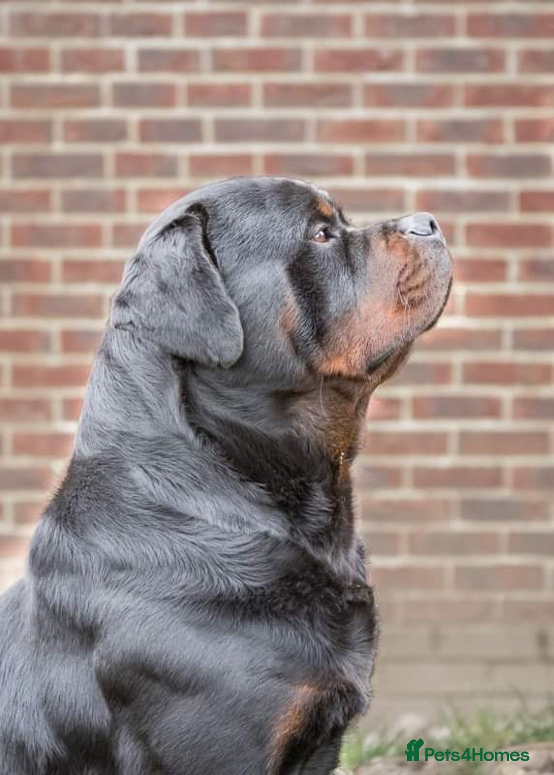 Rottweiler dogs for stud: Stunning Boy Available For Stud……. in Diss - Image 7