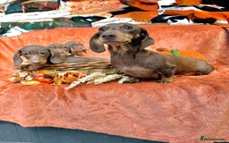 Miniature Dachshund dogs for sale: Miniature dachshund puppies  - Image 15