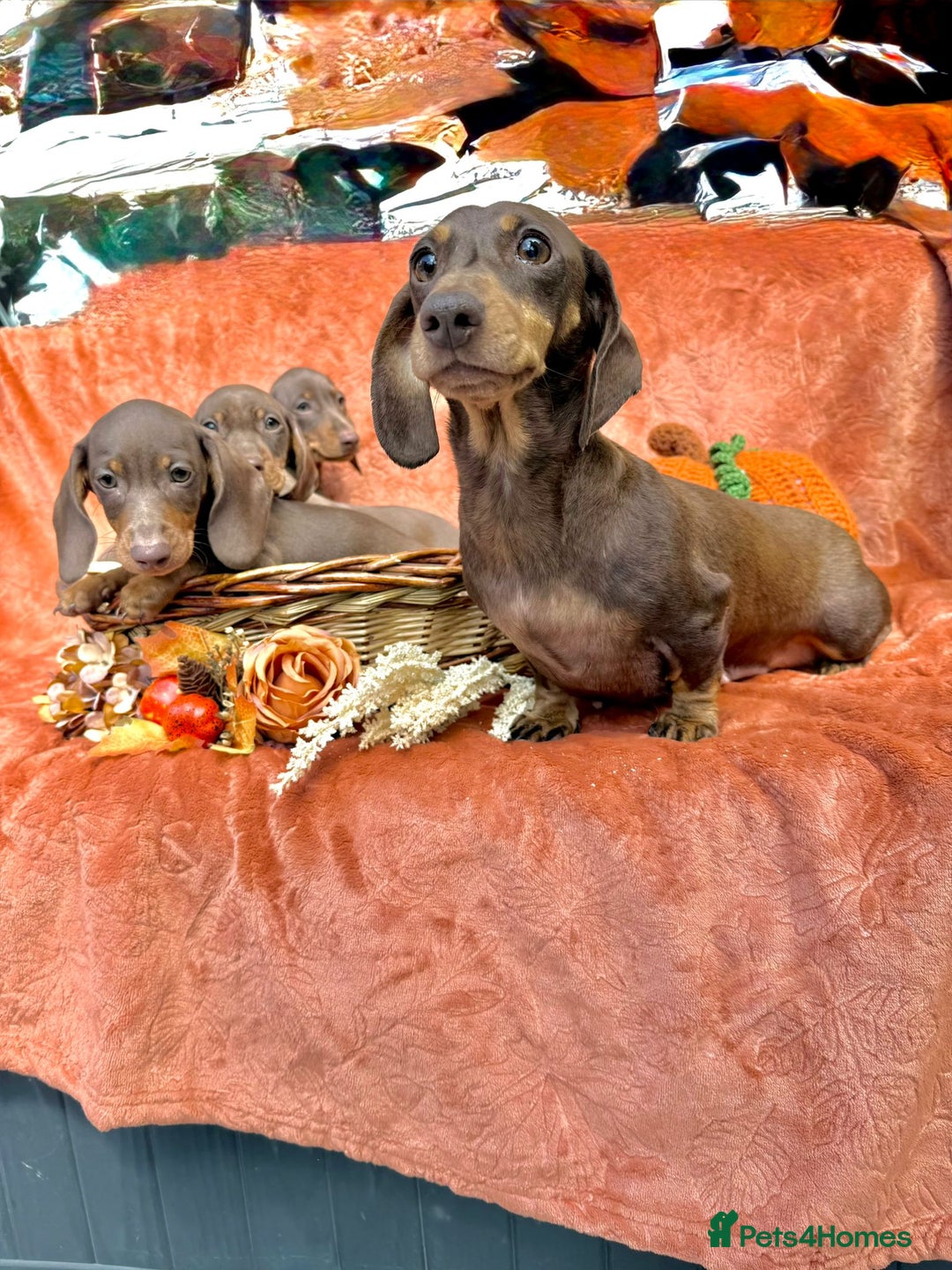 Miniature Dachshund dogs for sale: Miniature dachshund puppies  - Image 15