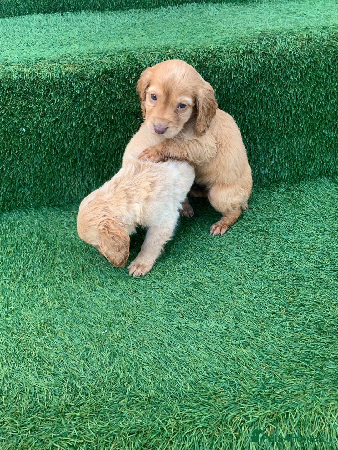 Cockapoo dogs for sale: Cockerpoo puppies  - Advert 14