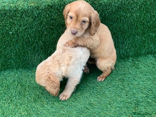 Cockapoo dogs Cockerpoo puppies - Advert 3