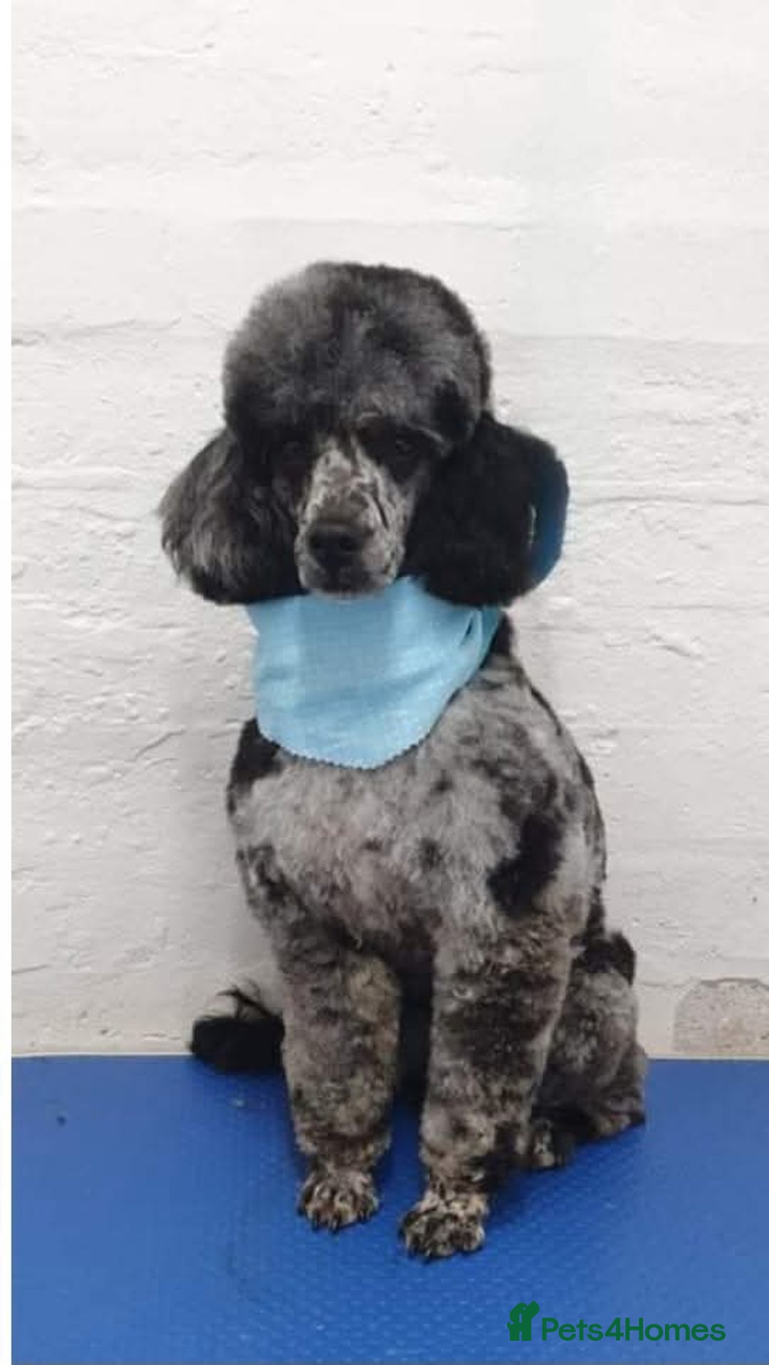 Cockapoo dogs for sale: Beautiful cockapoo puppies hereditary clear - Advert 3