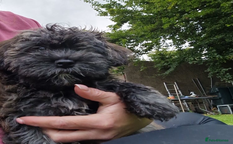 Havanese dogs - Advert 1