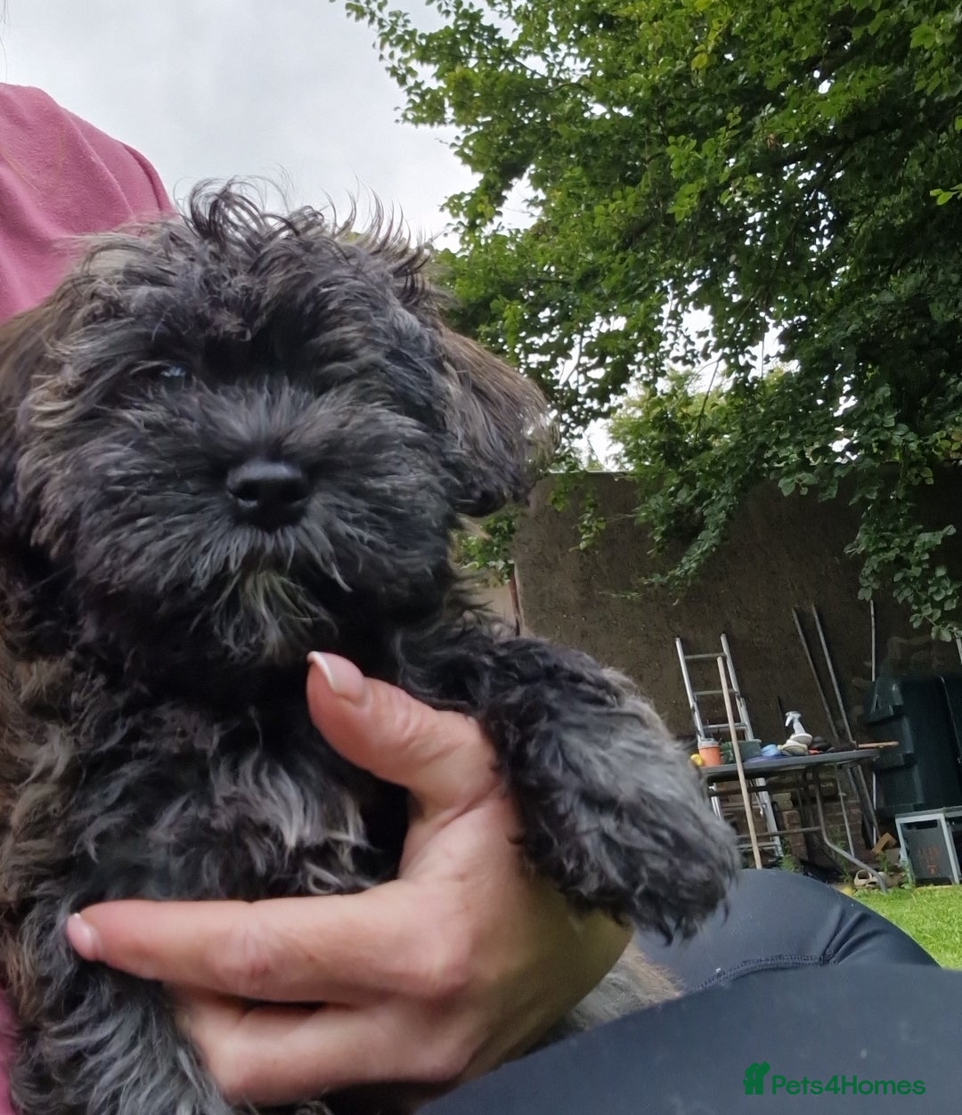 Havanese dogs for sale: Havanese  - Image 2
