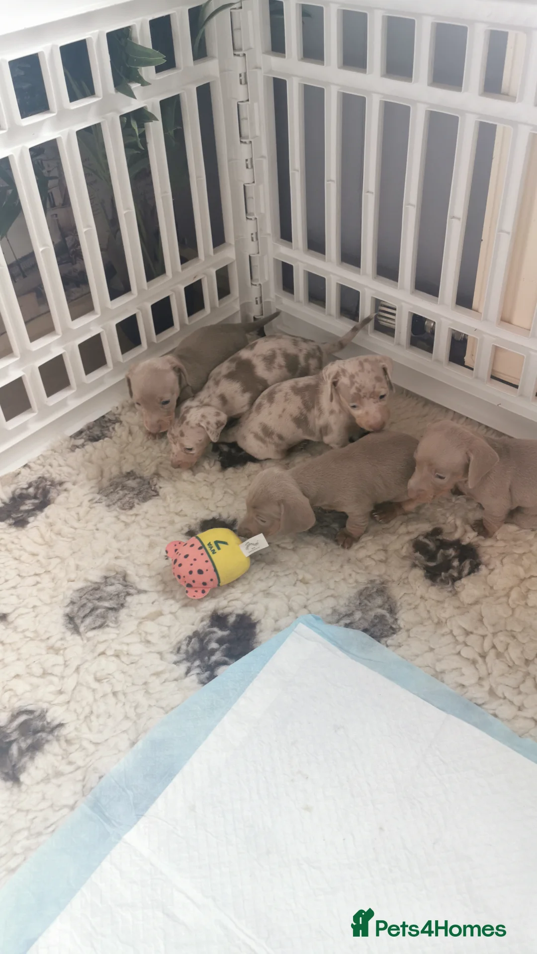 Miniature Dachshund dogs for sale: Miniature dachshunds kc registered  - Advert 2