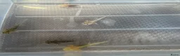 Axolotl reptiles for sale: Axolotl Babies  - Advert 11
