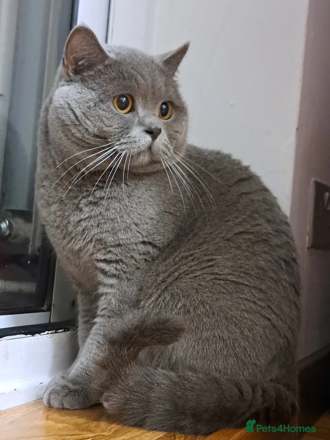 British Shorthair cats for stud: GCCF Registered Active, Blue Cat For Stud. in Sheffield - Advert 20