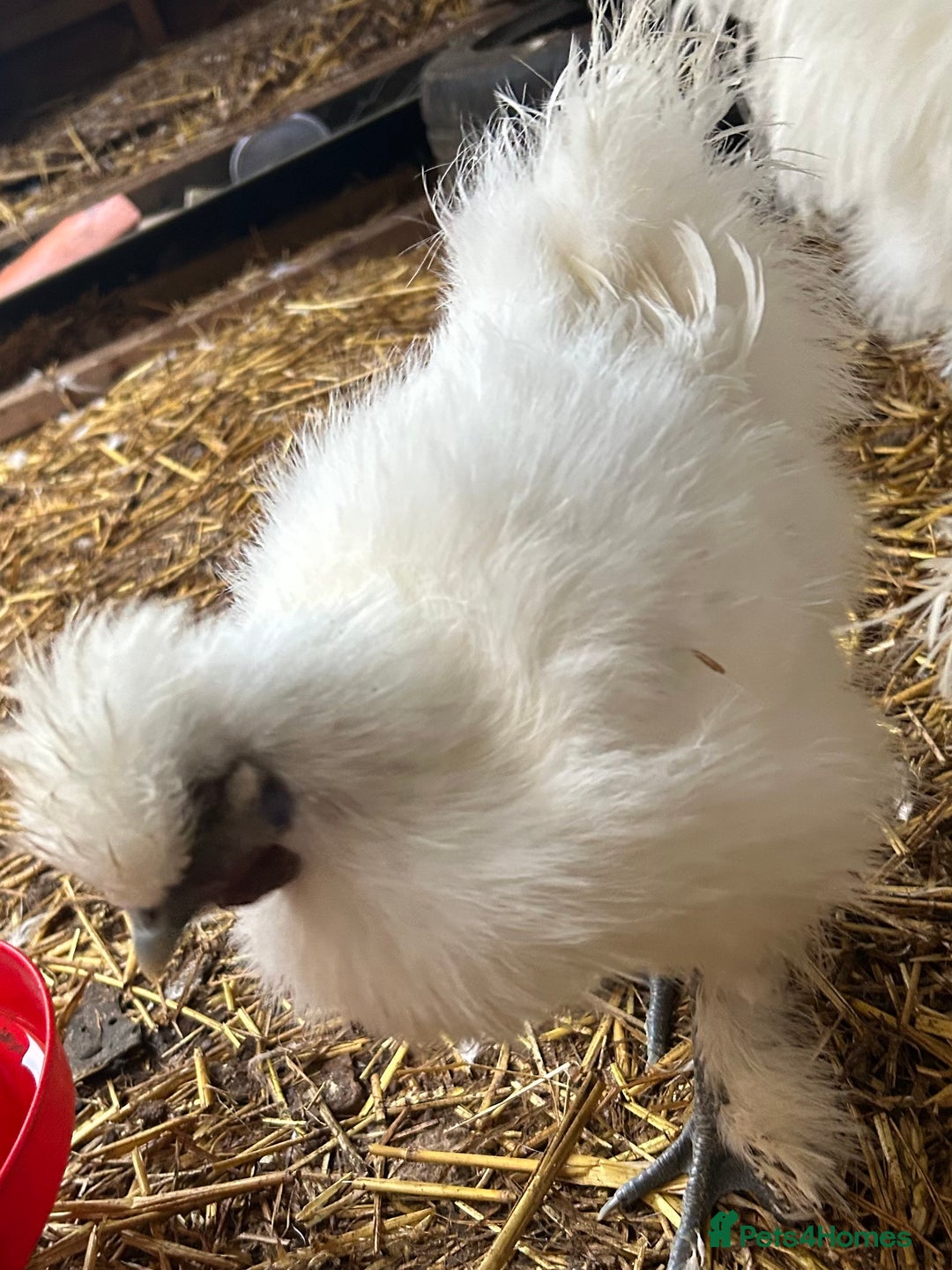 Chickens poultry for sale: Silkie cockerels & unsexed grower - Advert 9