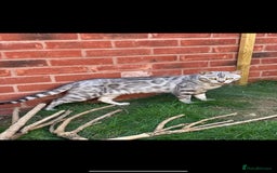 Bengal cats for sale: ❄️🐾Champion bloodline Snow Bengals 🐾❄️ - Image 5