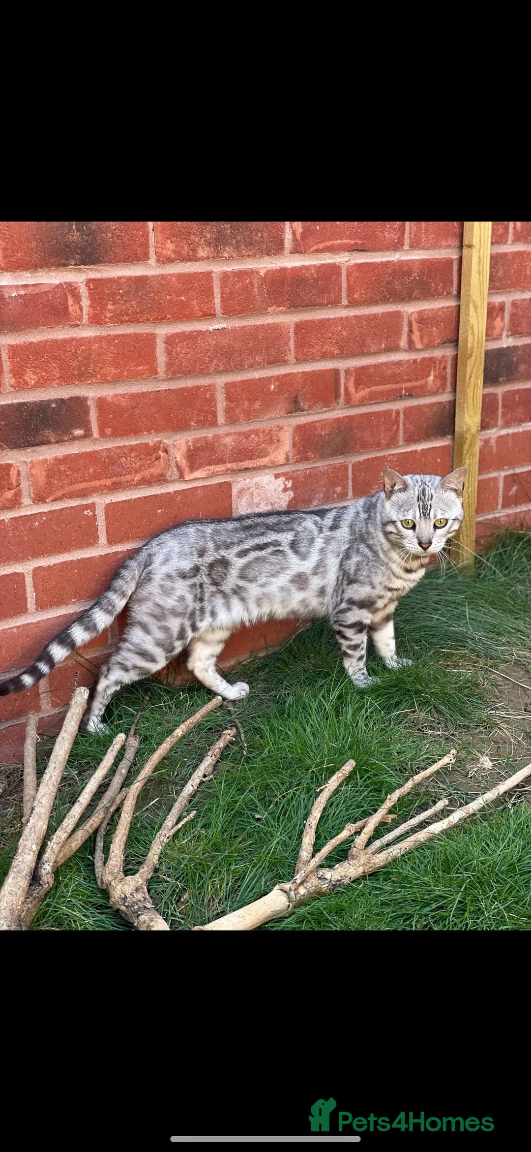 Bengal cats for sale: ❄️🐾Champion bloodline Snow Bengals 🐾❄️ - Image 5